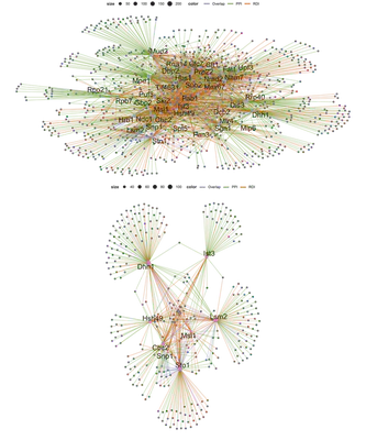 Global and Function-based networks: PPI and RDI groups combined as a network