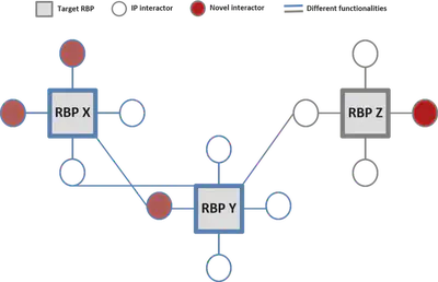 Function-based network concept