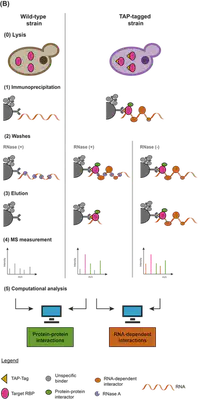 Immunoprecipitation experimental design