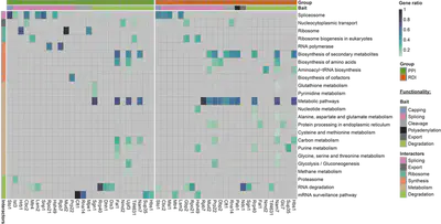 Functional enrichment heat map