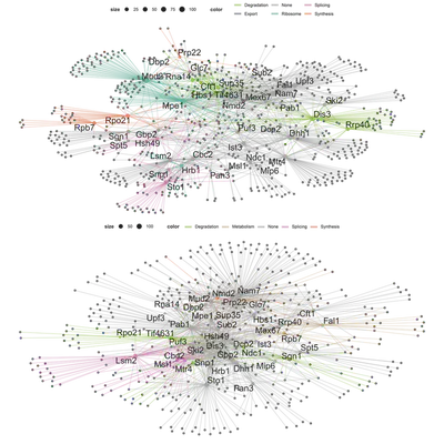 Global network: PPI (left) and RDI (right) groups as a network