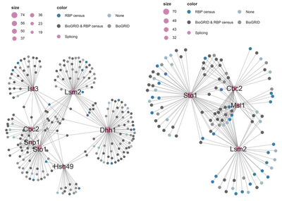 Function-based  subnetwork: PPI (left) and RDI (right) groups as a network